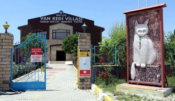 خانه گربه در وان ترکیه 